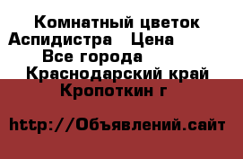 Комнатный цветок Аспидистра › Цена ­ 150 - Все города  »    . Краснодарский край,Кропоткин г.